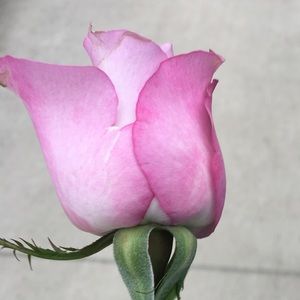 Meet your Posher, Lia